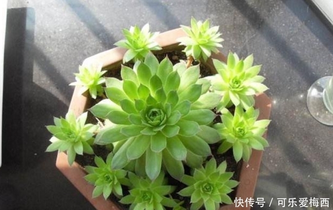 小花头|观音莲照这个方法养护，小花头冒不完，太壮观了！