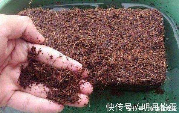 松针土|养花配土,路边捡“天然酸性土”,稍加处理,秒变“万能营养土”