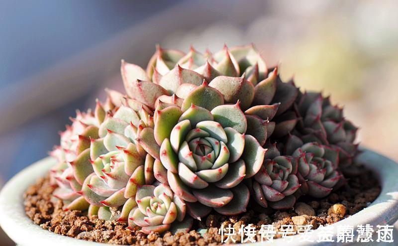 多肉植物的4大敌人,打败它们,让多肉长命百岁