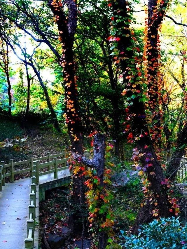 花果山|今日大雪︱寒梅已作东风信，红枫黄叶挽芳菲