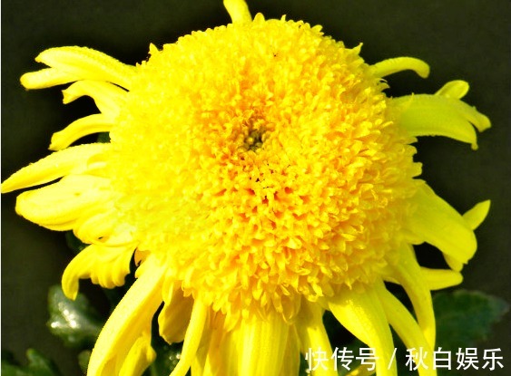 花花|喜欢菊花，就养盆“菊中珍品”盘龙金桂，似金玉圆球，优雅霸气