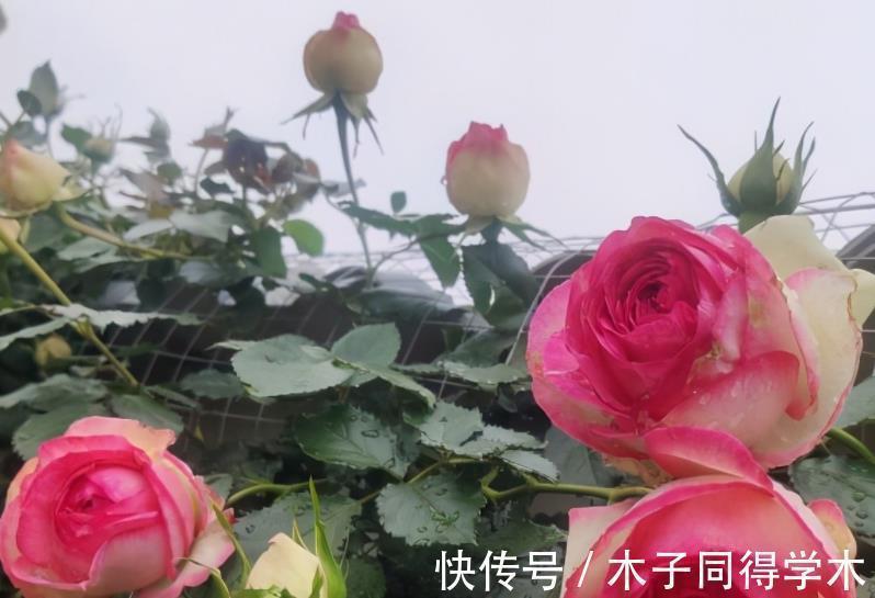 养花催花用这种“水”,株苗2周就冒花,开花又多又美,密如麻