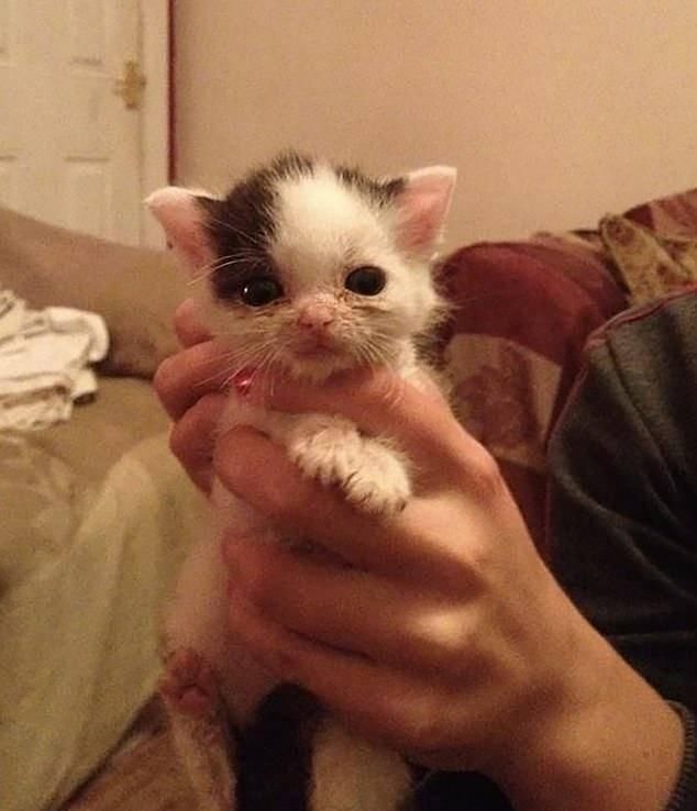母猫膀胱结石会死吗