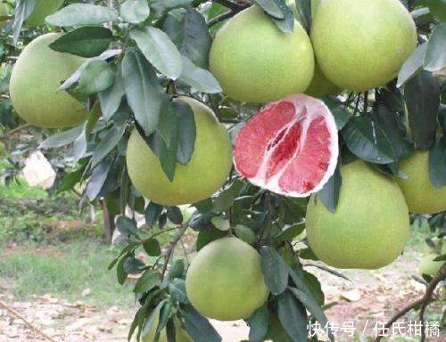 强德勒红心柚 马家柚 国宴红心柚树的整形修剪技术 快资讯