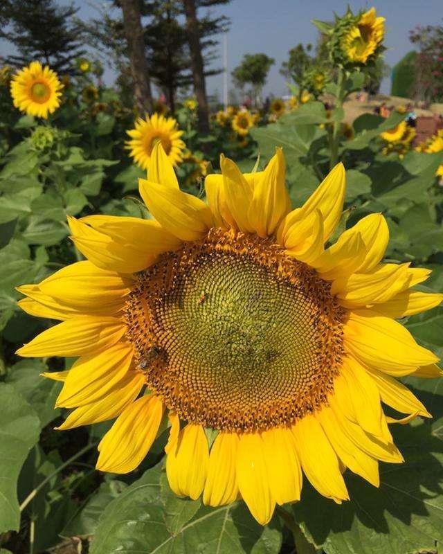 9月30号幸运花 9月30号幸运花
