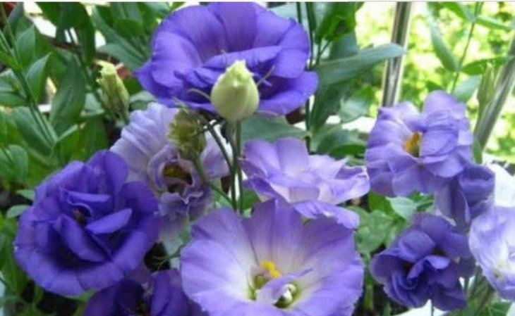 4种花最喜欢夏天,不怕热,不休眠,越晒开花越旺,美成花海