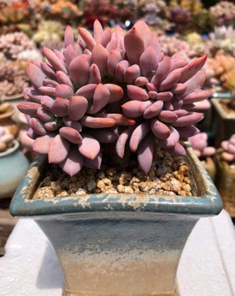 肥厚|7月养盆秋之霜,名字凉爽养护简单,35℃照样红彤彤,养的人不多