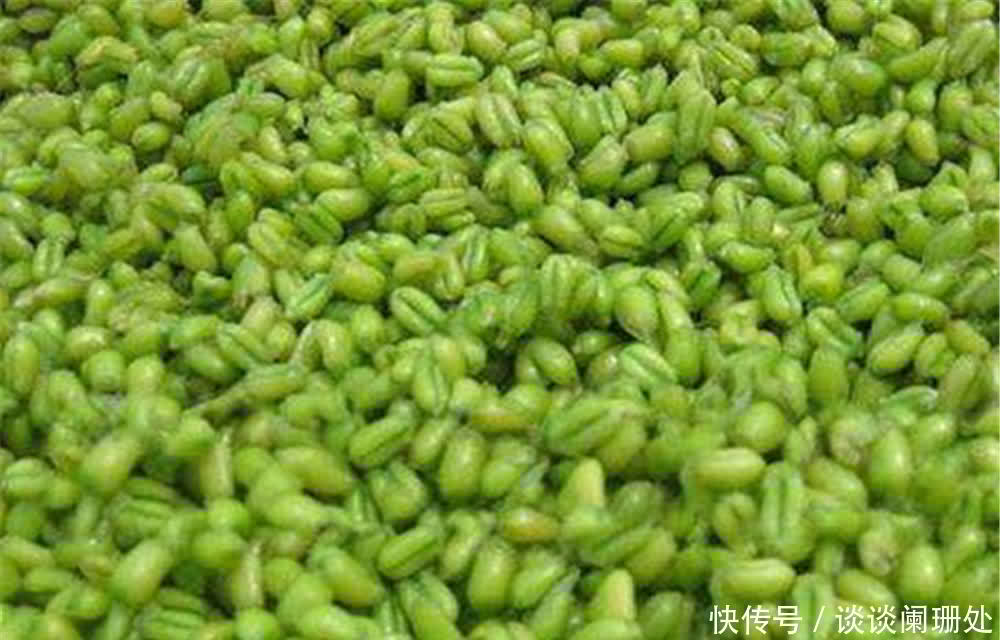 钓鱼|钓鱼技巧:小满鱼漫塘、芒种鱼忙碌,小满到芒种,钓鱼注意换招数