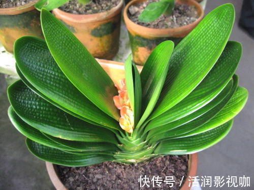 地方|家里2个地方，千万别养花，养了也搬走，可不能忽视！