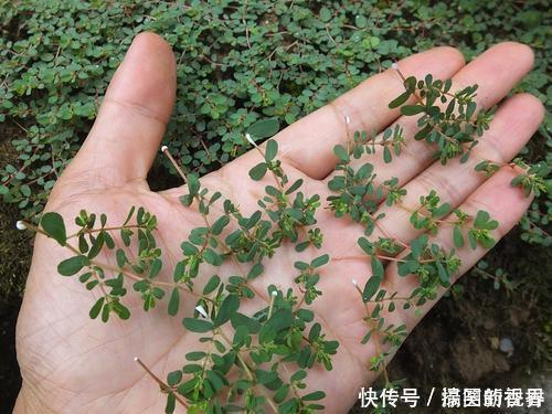 马齿笕|马齿笕的“孪生兄弟”,人称“血见愁”,止血不留疤,你见过吗