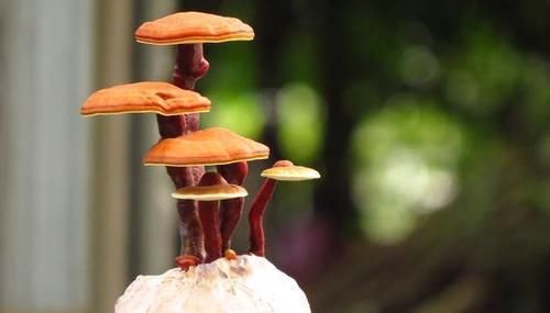 元素|晚上睡不好,失眠加重,或是体内缺少这类营养,不妨尽早调养