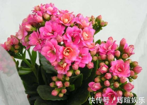 新手花友养长寿花，该牢记哪些才能一年四季开花