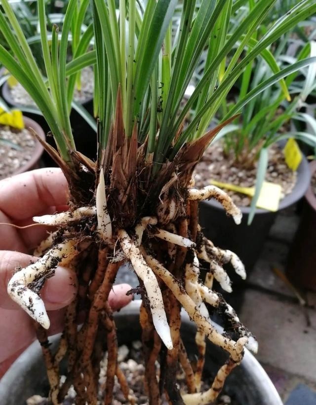 花儿|要兰花开花,有3个“催花”技巧,自然有花苞,花儿多美又香