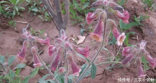 珍贵|它若长在您家路旁,请别拔掉,块根很珍贵,62元一斤