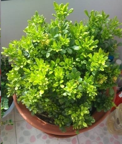 光照|7种一年四季开花的植物,阳台养一盆,天天有花看!