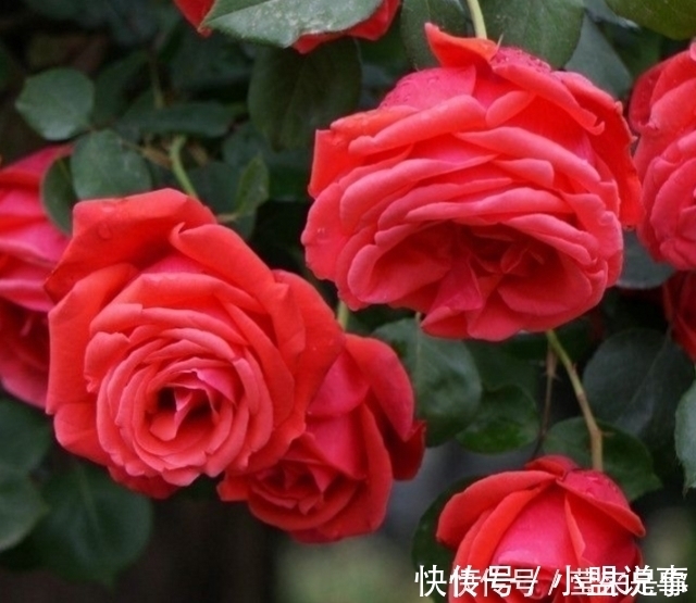 盆栽植物的最佳肥料,花盆里撒点它,植物根粗叶绿还不生病!