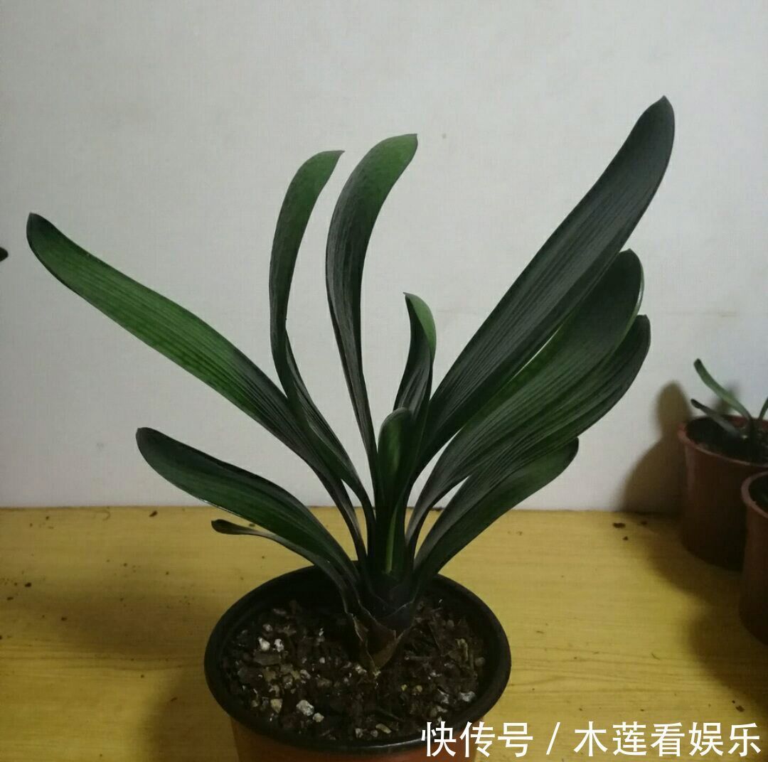 成群兰|君子兰长了两个叶心是坏事吗不是，给足营养开花成群兰，美爆了