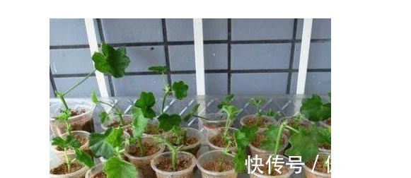 繁殖|以下几种花随便扦插个枝叶,春天竟然能长出一大盆!