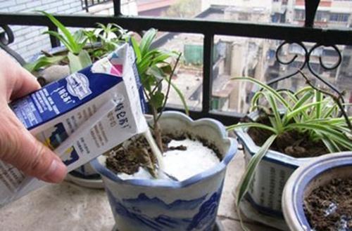 天暖了,“2种”水别拿来浇花,浇一盆死一盆,莫忽视