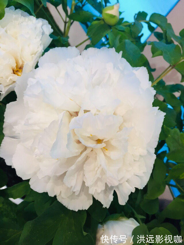 施肥|牡丹在秋天什么时候种移栽对了容易开花,开花爆盆不困难!