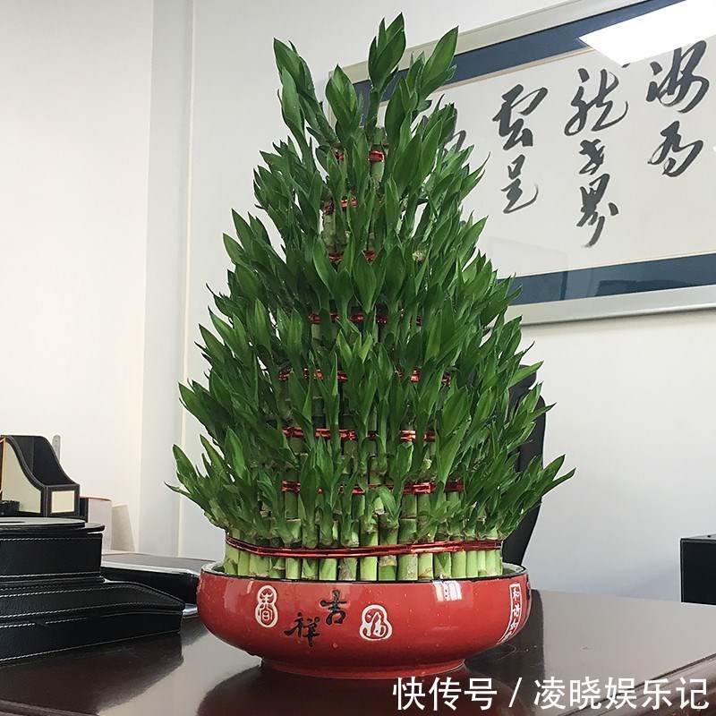 散尾葵|12种“健康花”,家里没太阳,照样长爆盆,贵气漂亮,旺家又养人