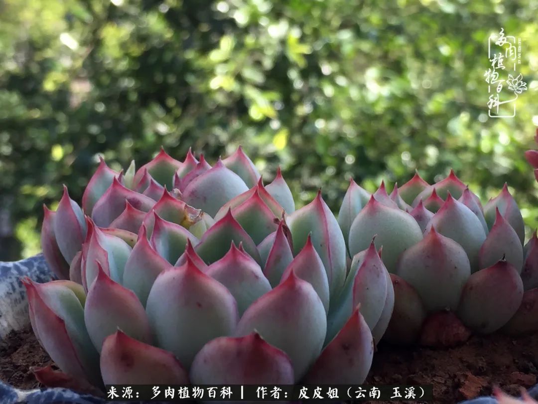 秋黄|柴米油盐的日子,养几盆多肉吧,为生活添几抹色彩!