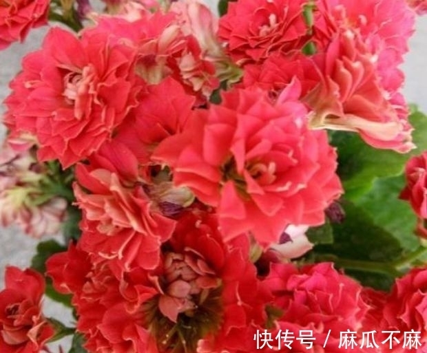 铁线牡丹|几种花,开花漂亮又好养,美爆了,叶子漂亮,还能开花