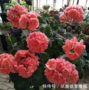 喜欢在家中养护花卉,就选择开花繁多,花色艳丽丰富的3种花卉