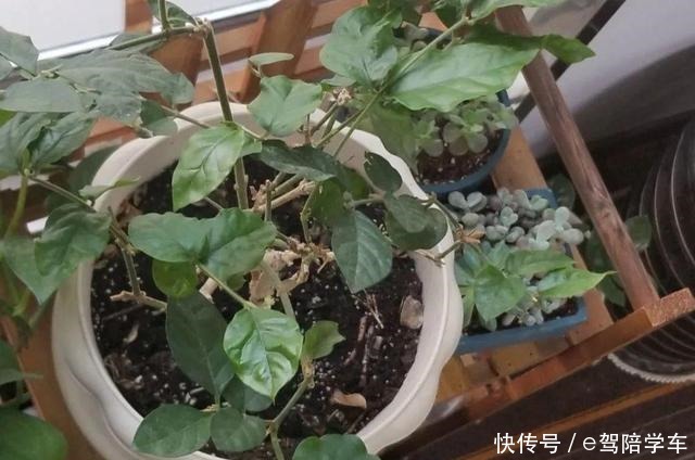 公认难养的6种花,新手慎买,养不活还浪费钱!