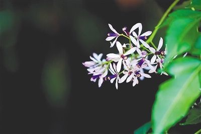 担当|气味担当海南花