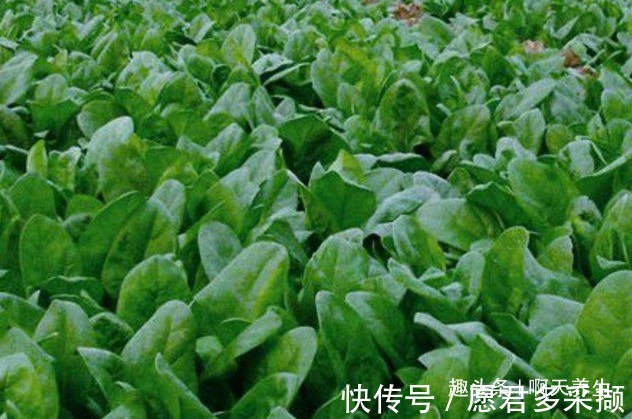 食物|长寿老人爱吃的此种食物,保护眼睛、祛斑护肤,早知早受益