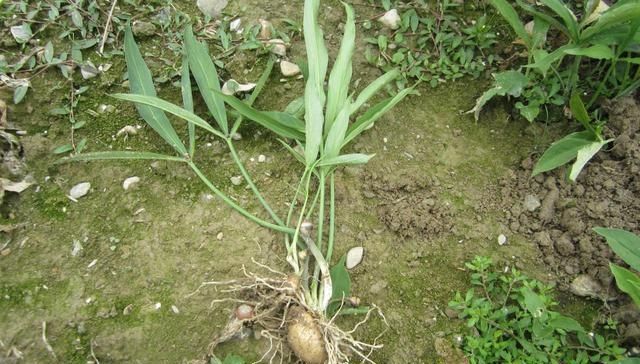  野草|这野草，农村常见，一斤却卖到了几百元，若再遇见，请重视