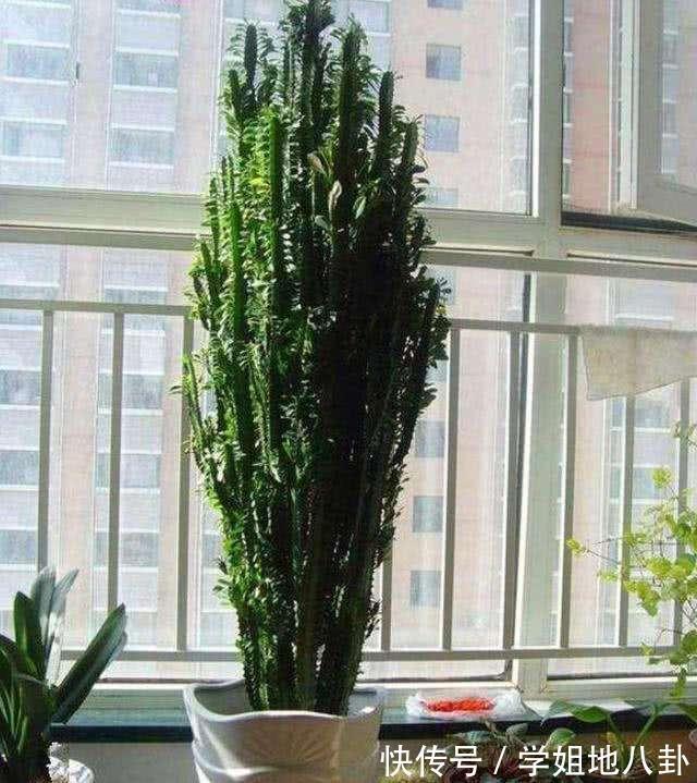 6种“懒人花”,堪称“不死花”,养成老桩几十年,旺家又值钱