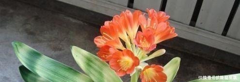 阿司匹林|这种“水”比生根水、淘米水都厉害，再难养的花，浇一点也能爆盆