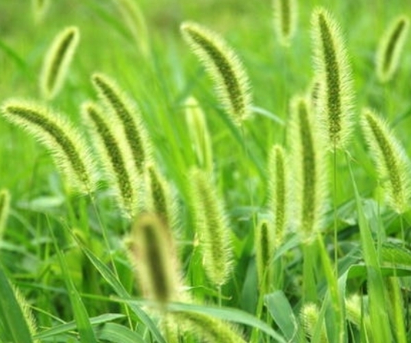 狗尾巴草|默默无闻的狗尾巴草，泡水喝竟这么多功效，尤其适合老年人！