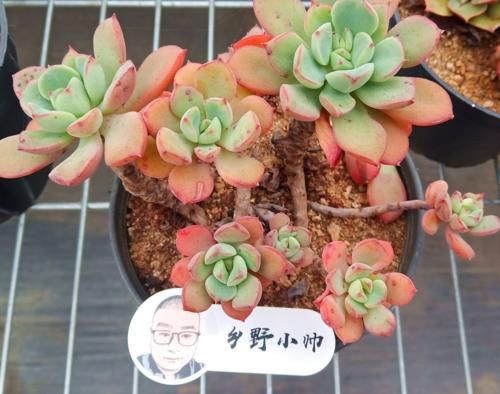 阳台养多肉，怎样才能让肉肉状态更出彩，小帅来支招