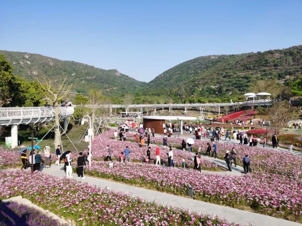 花海|火了!金湾这条村太受欢迎!