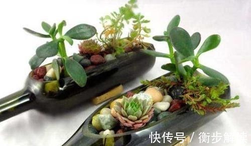 除了花盆之外,这些东西也是绝佳的养花神器,你用过吗?
