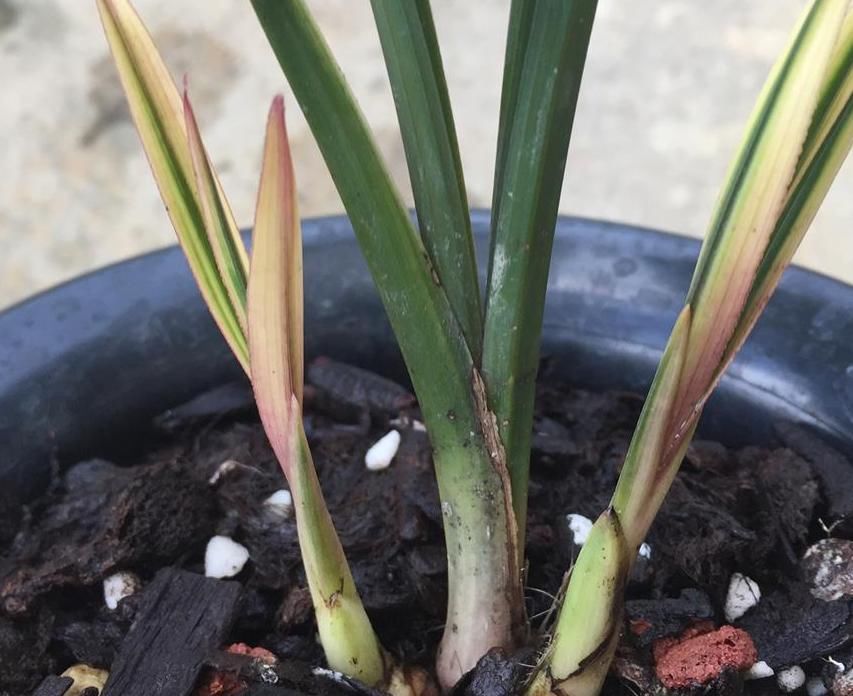 缓慢性|家庭养花：首选花美香味浓的香妃兰，盆栽不占地方又雅致