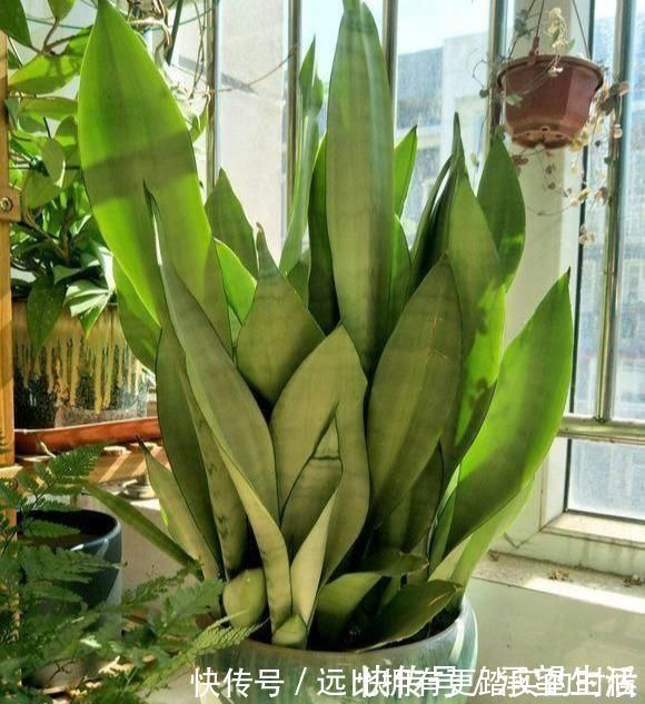 新叶|3种“大气花”越热越长个,新叶呼呼窜,室内百搭花,越长越高雅