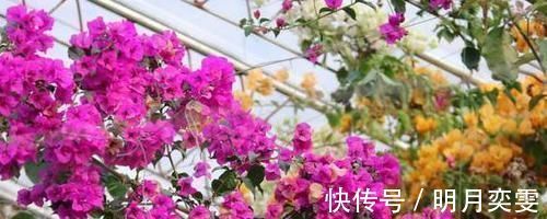 平时该如何管理三角梅多注意4点，株型美、开花多、身价高