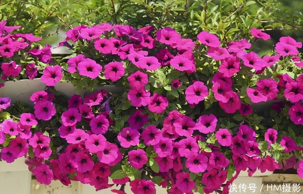 树状|苏州发现一户人家庭院,那叫一漂亮!庭院里香飘四溢!真心羡慕