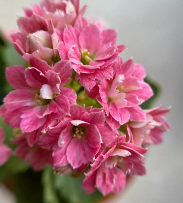 品种|75个长寿花品种,一个比一个美,一起来认识一下吧!