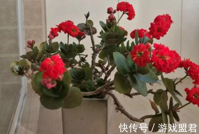 从这4个层面入手管理长寿花,盆栽不易生病虫害,反而开花爆盆