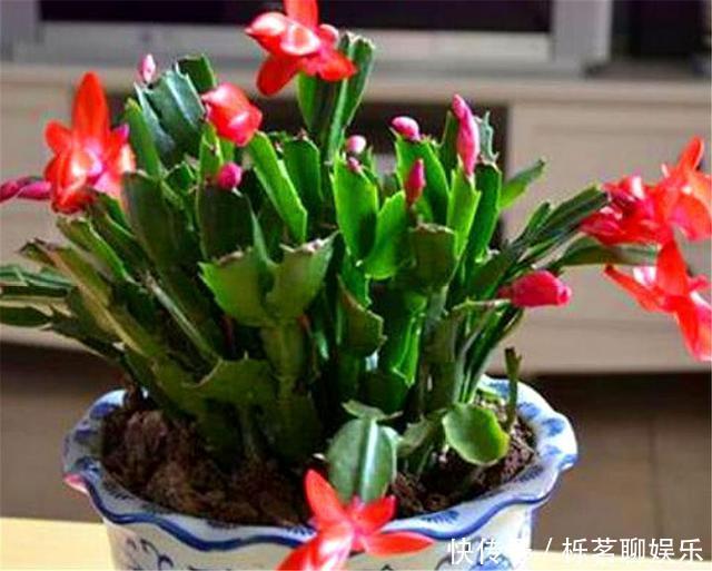 根系|蟹爪兰花后养护很重要,仅仅修剪还不够,做好这4点,开花大又多