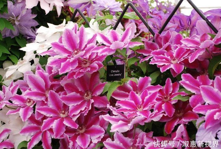 开花量大的几款花卉,开花勤爱爆盆,一年四季花开不停