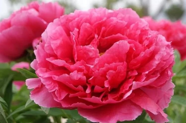 4种花漂亮又好养,花期长、花朵多,家里开成花海!