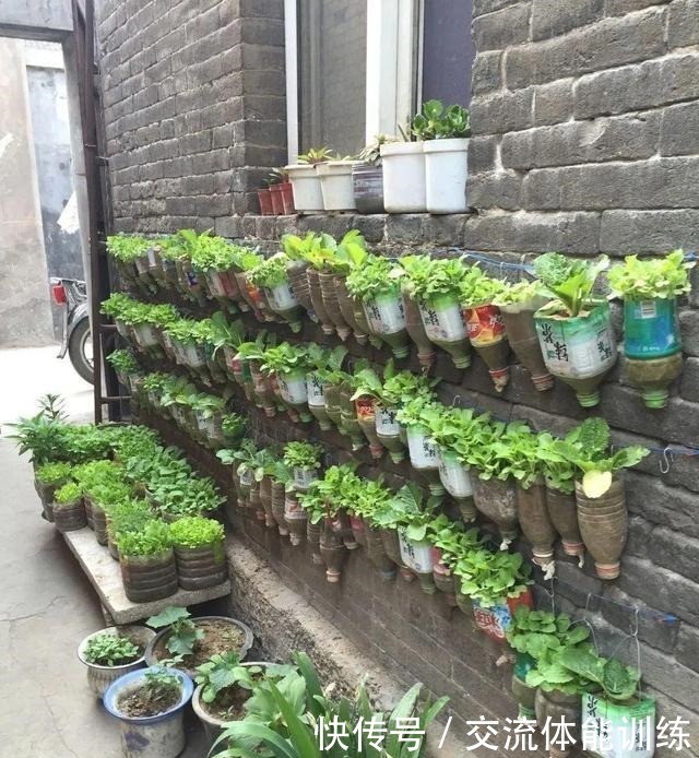 把菜种自家墙上,多得吃不完,太震撼!