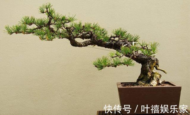 养花高手养护罗汉松有”绝招“，叶子“油绿”不在变黄。