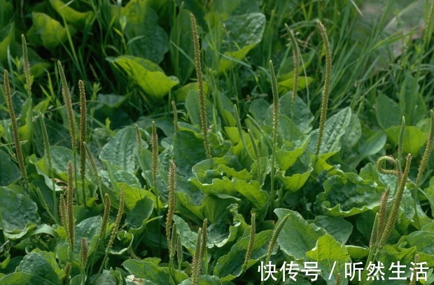 鱼腥草|66种野菜大图片，带你见识不同的野菜和吃法，你想要的野菜这里有